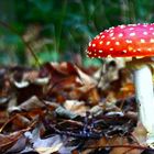 Fliegenpilz im Duisburger Wald