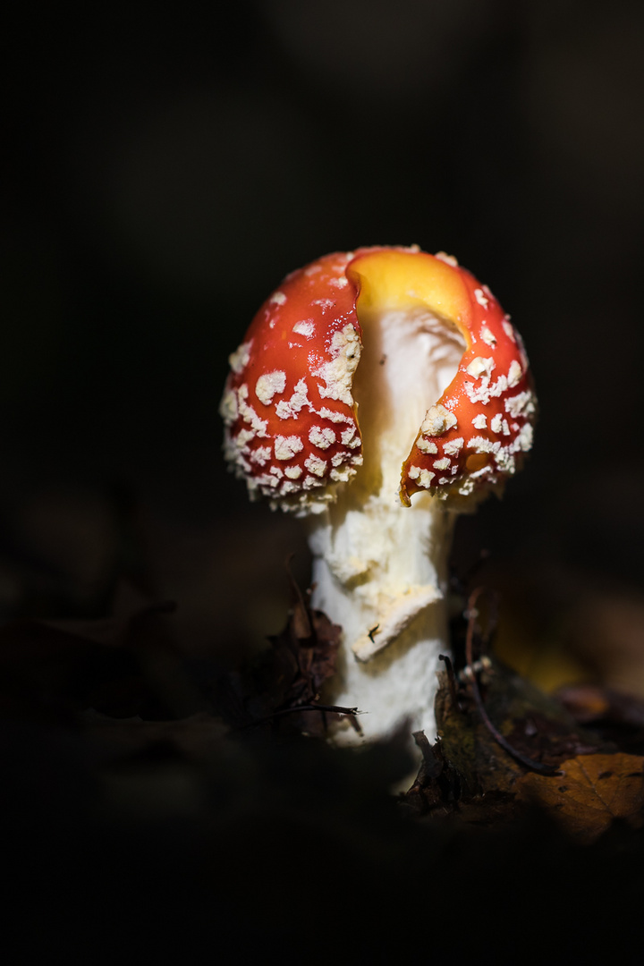 Fliegenpilz im dunklen Wald