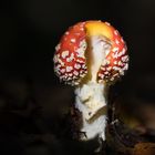 Fliegenpilz im dunklen Wald