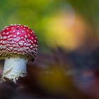 Fliegenpilz im Farbenrausch