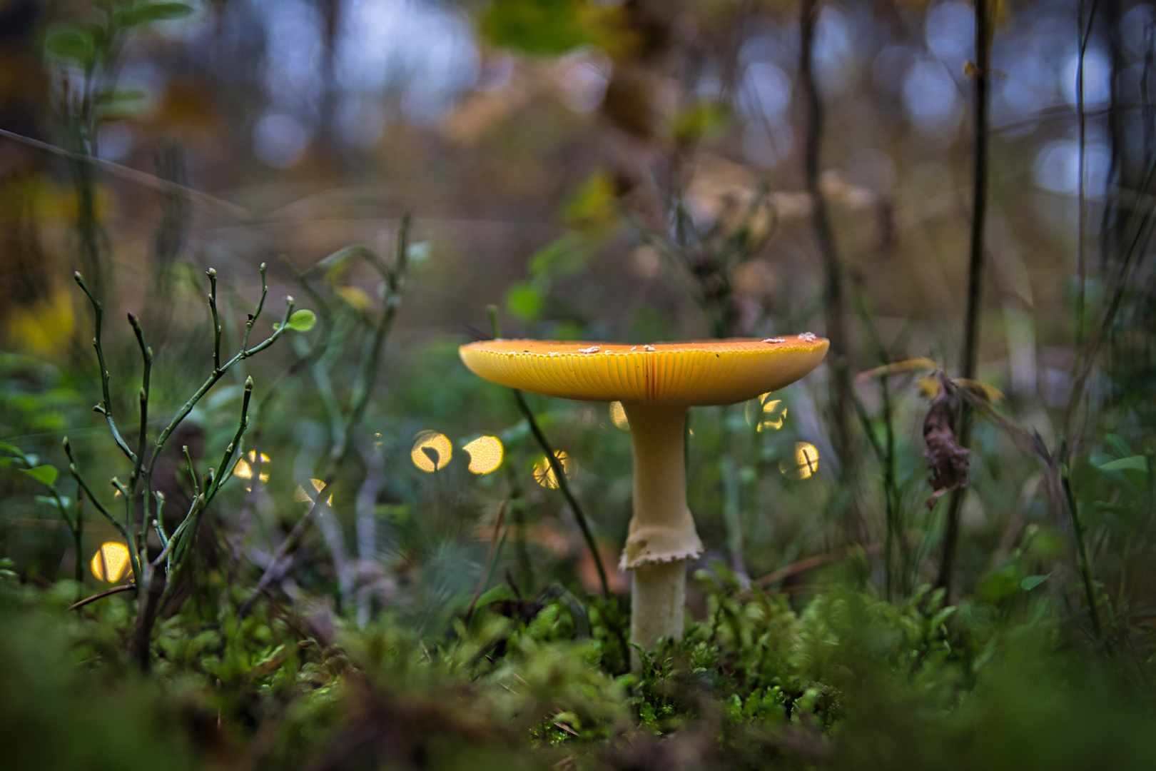 Fliegenpilz im Feenwald