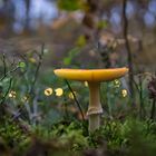 Fliegenpilz im Feenwald