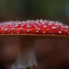 Fliegenpilz im "Fokus"