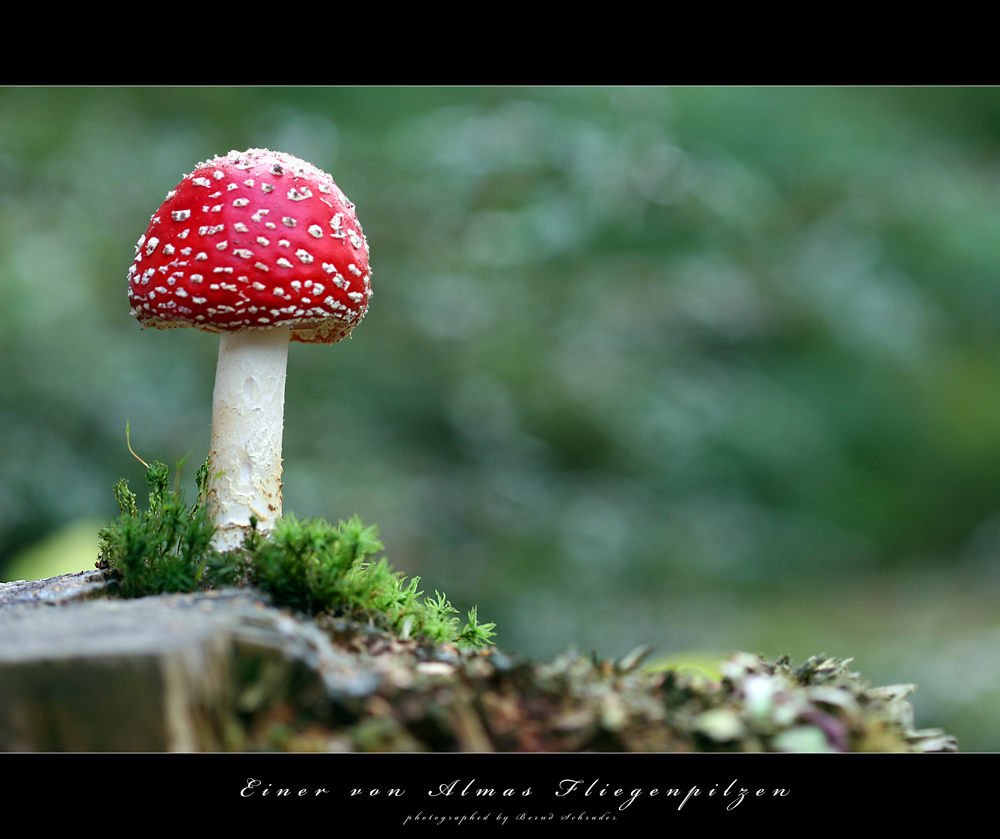 Fliegenpilz im Garten