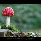 Fliegenpilz im Garten