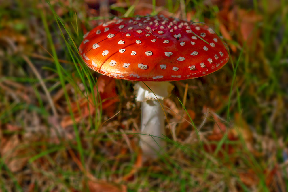 Fliegenpilz im Gras