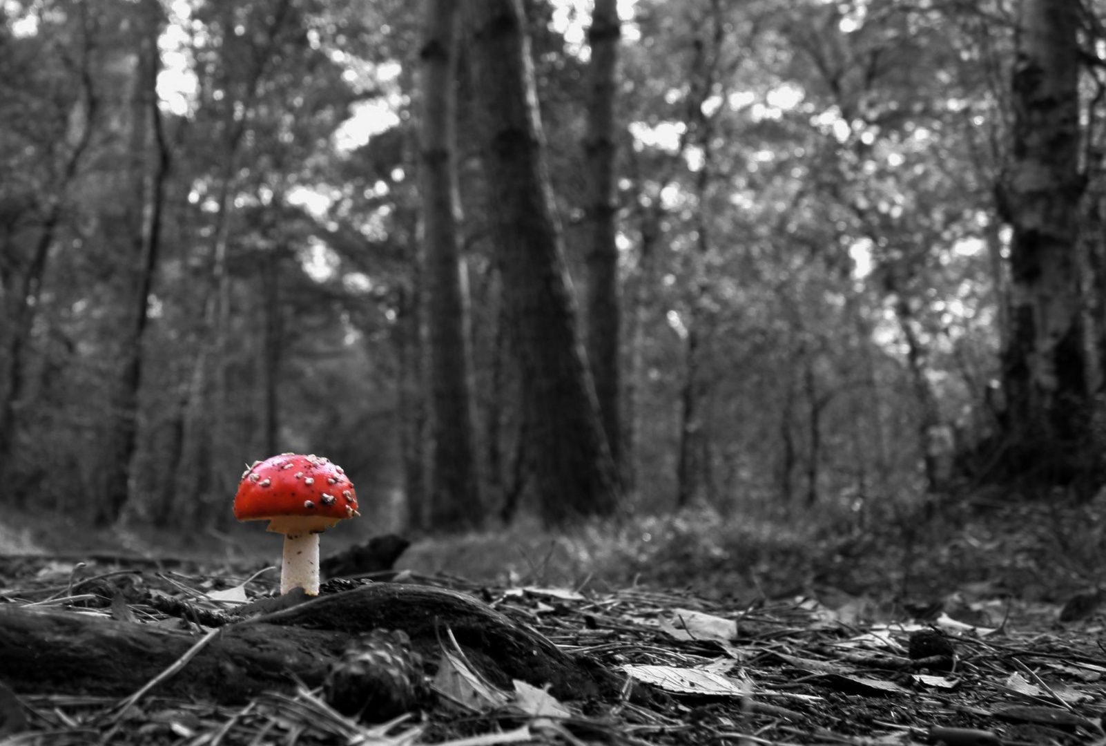 Fliegenpilz im Herbst