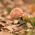 Fliegenpilz im Herbstlaub