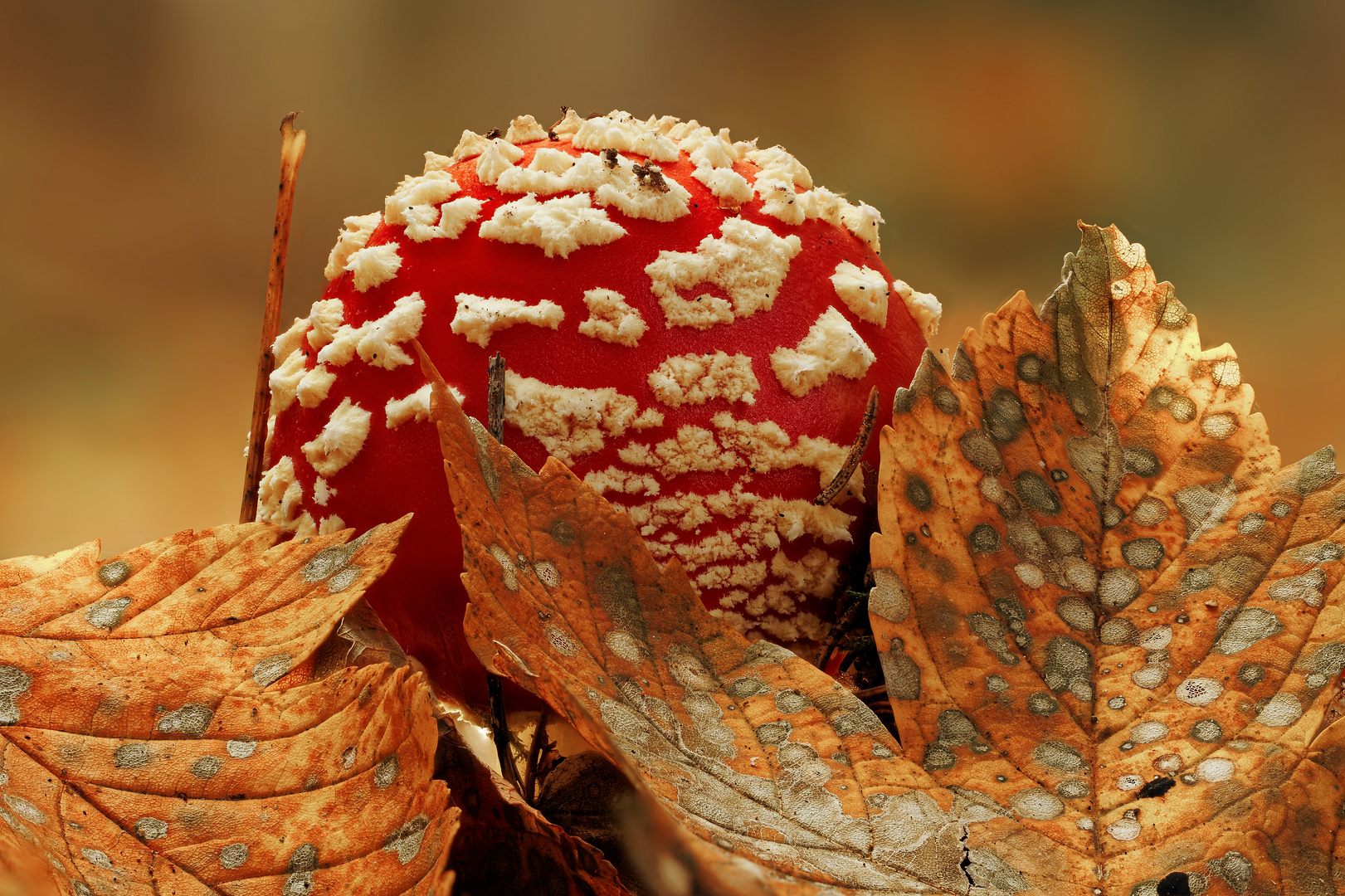 Fliegenpilz im Herbstlaub eingebettet