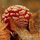 Fliegenpilz im Herbstlaub eingebettet