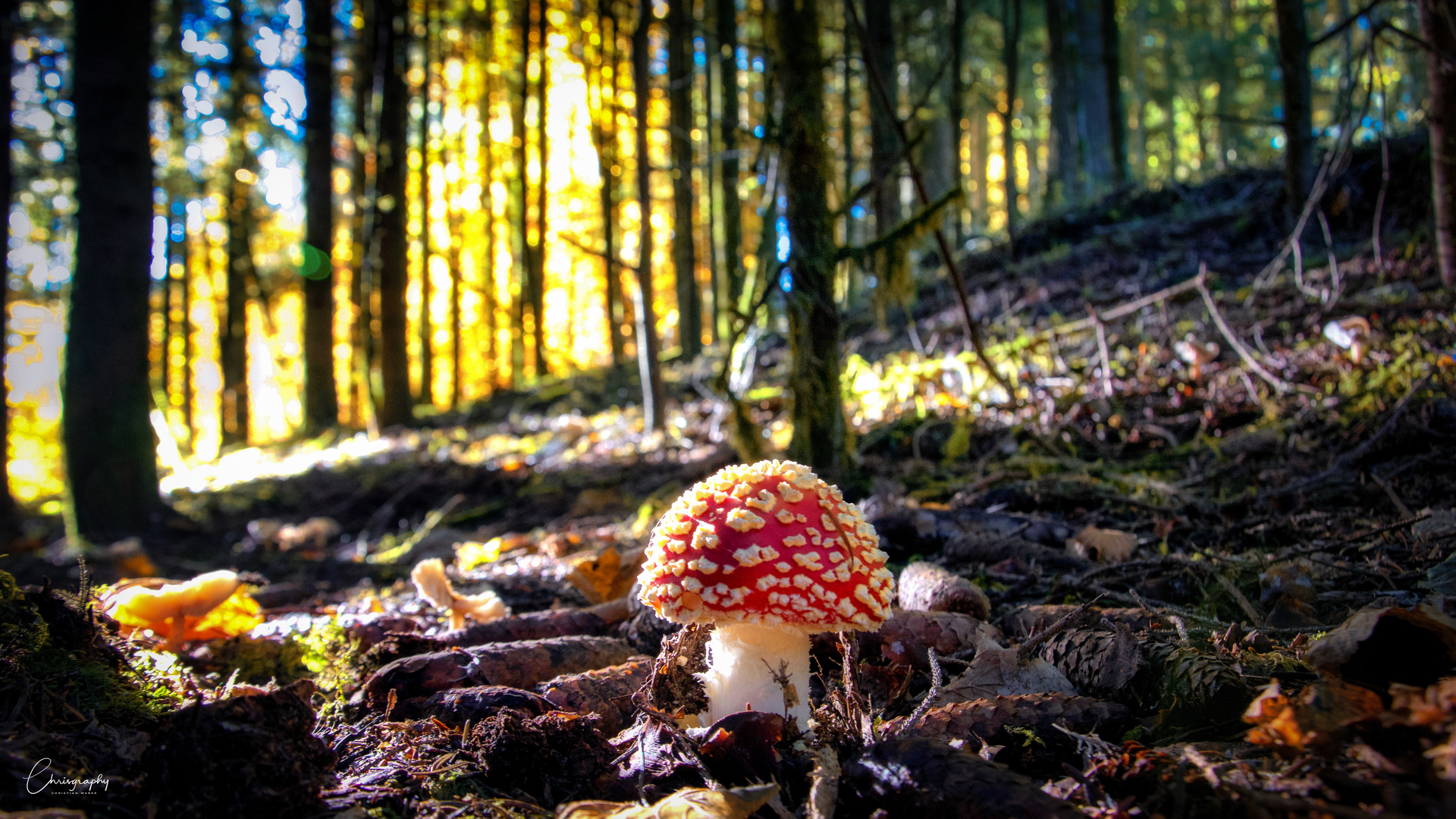 Fliegenpilz im Herbstwald