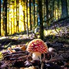 Fliegenpilz im Herbstwald