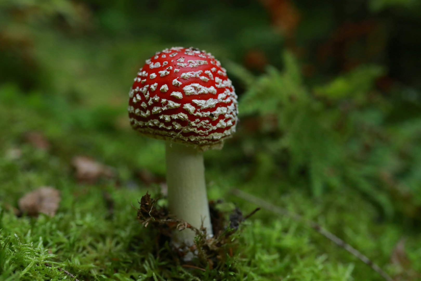 Fliegenpilz im Herbstwald