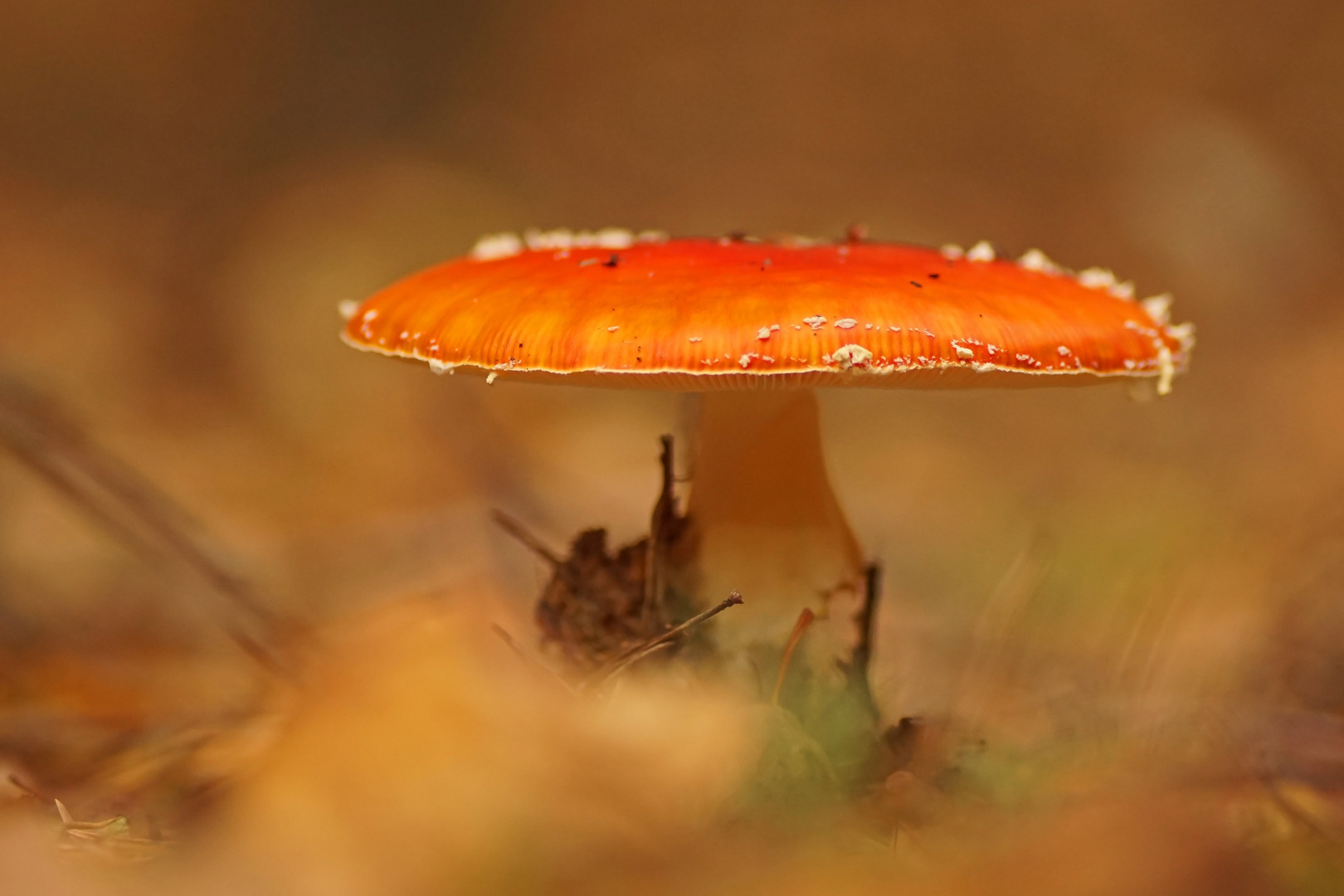 Fliegenpilz im Herbstwald