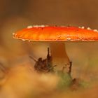 Fliegenpilz im Herbstwald