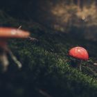 Fliegenpilz im Herbstwald