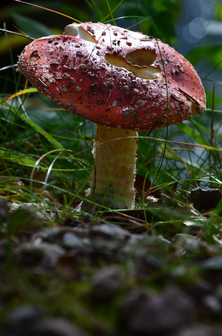 Fliegenpilz im Hochschwarzwald