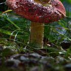 Fliegenpilz im Hochschwarzwald