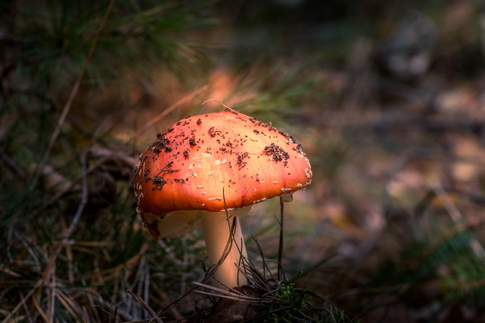 Fliegenpilz im Licht