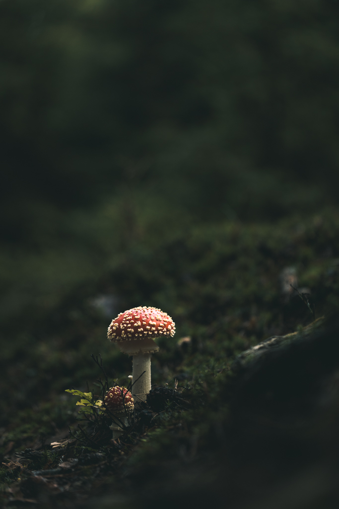 Fliegenpilz im Licht