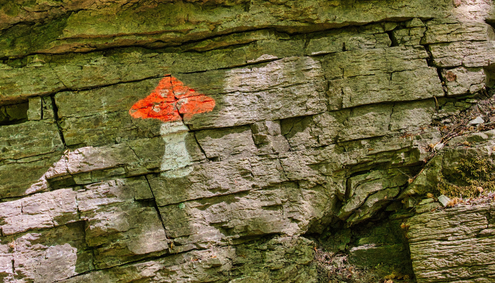 Fliegenpilz im Mai