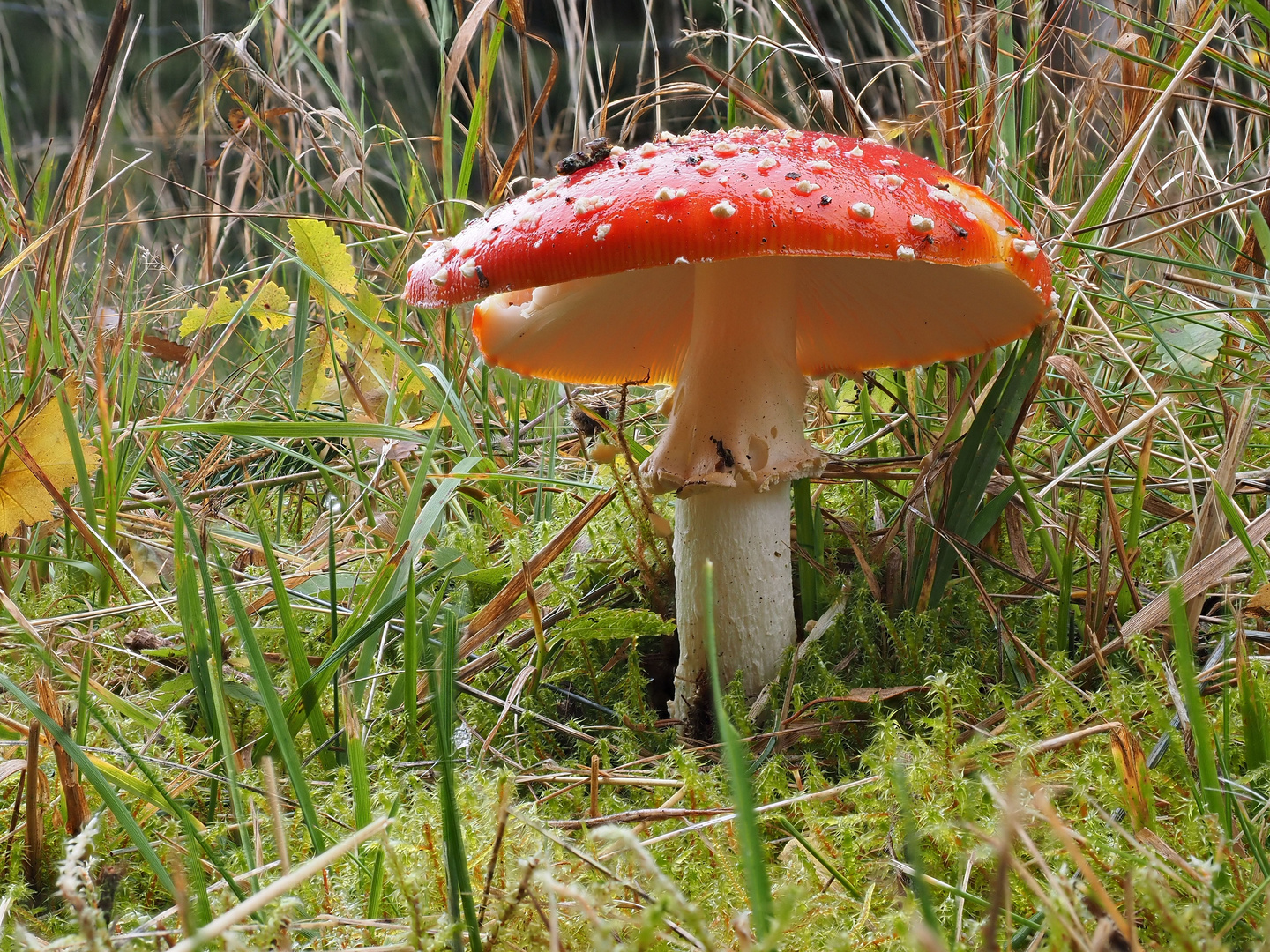 Fliegenpilz im Molbecketal