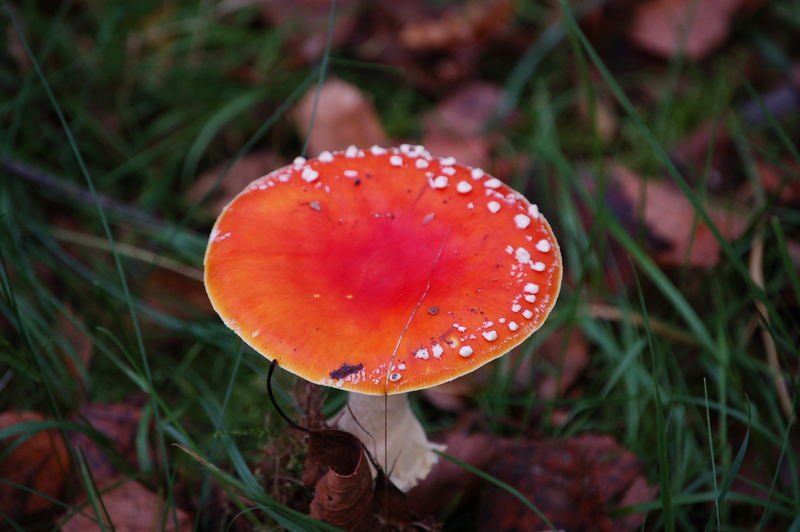 Fliegenpilz im Moor