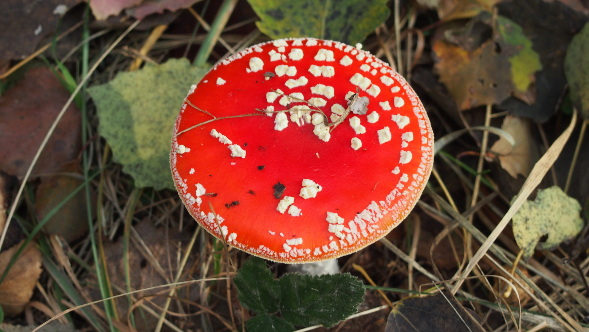 Fliegenpilz im Moor