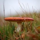 Fliegenpilz im Moor