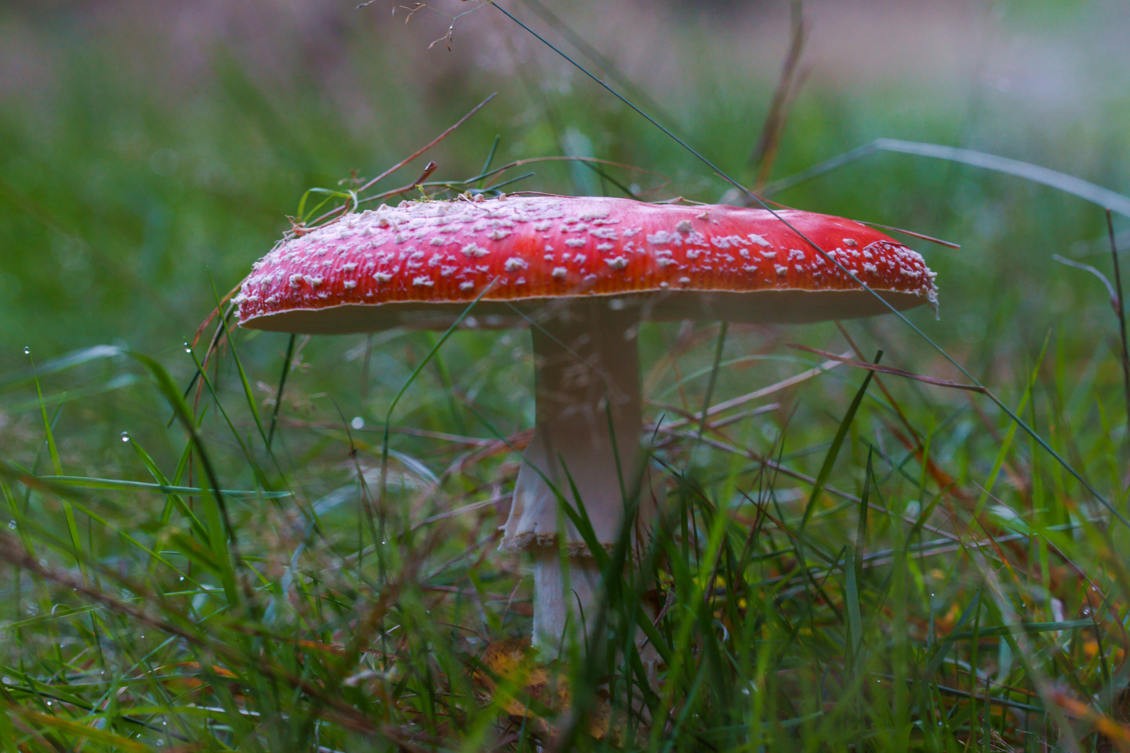 Fliegenpilz im Morgentau auf der Wiese