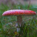 Fliegenpilz im Morgentau auf der Wiese