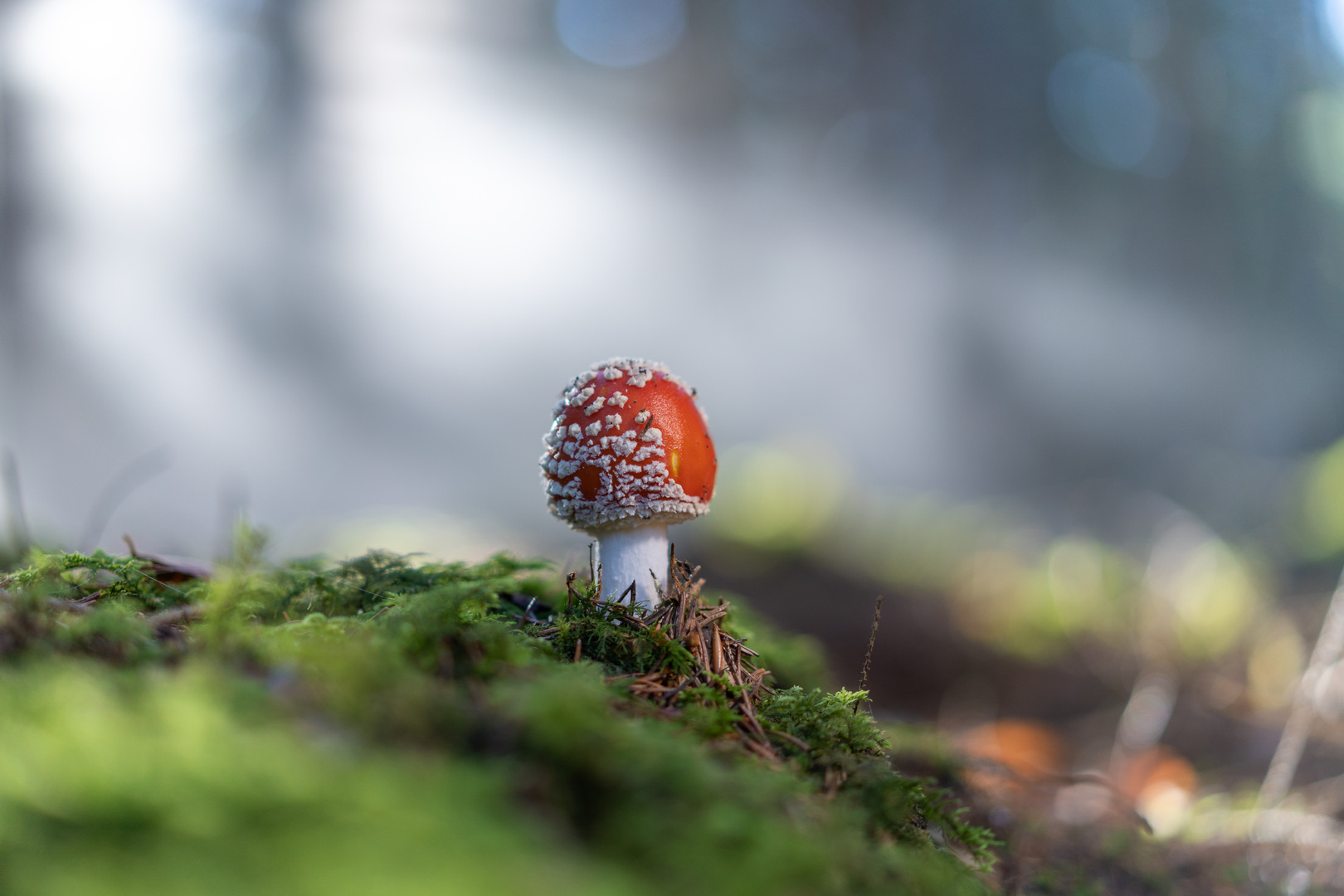 Fliegenpilz im Nebel - mit Video