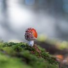 Fliegenpilz im Nebel - mit Video