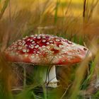 Fliegenpilz im Novemberlicht