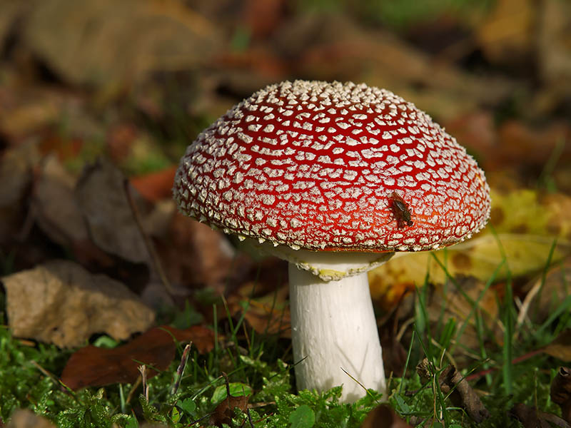 Fliegenpilz im Novmeber