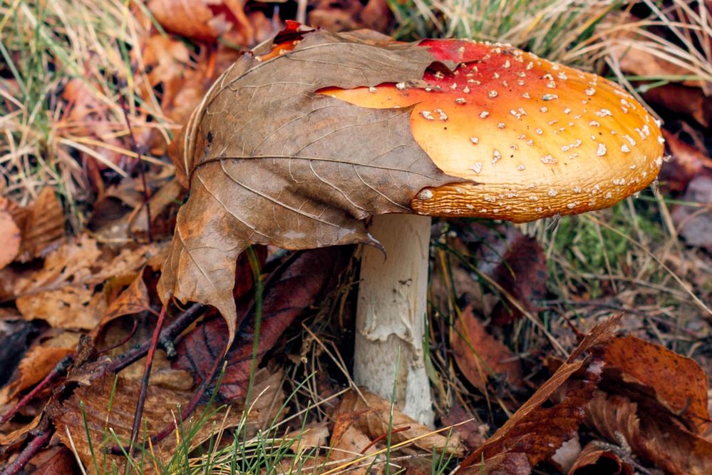 Fliegenpilz im Schlafrock.... Foto &amp; Bild | pflanzen, pilze &amp; flechten ...