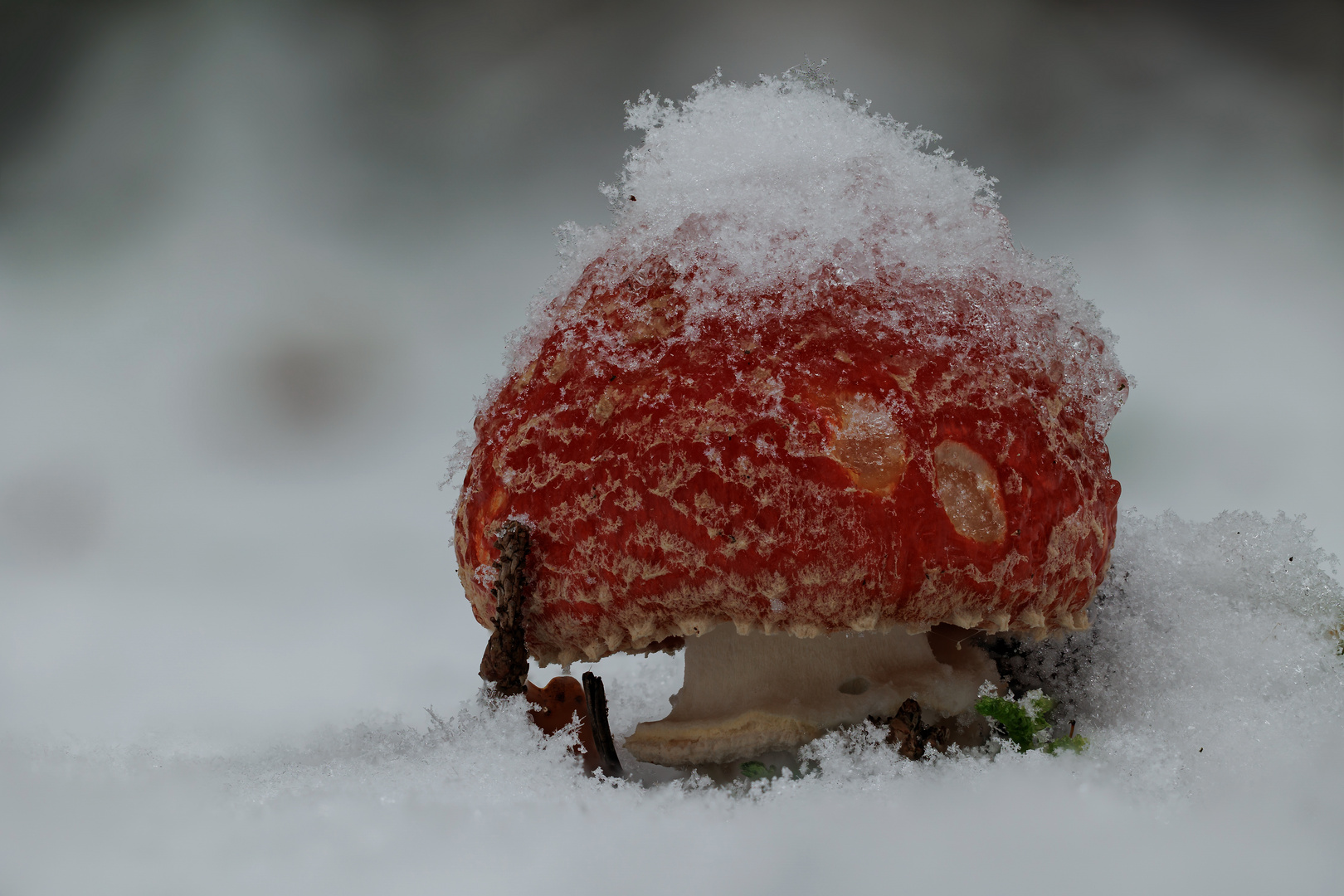 Fliegenpilz im Schnee