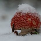 Fliegenpilz im Schnee