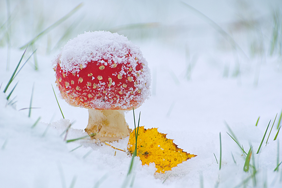 Fliegenpilz im Schnee