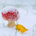 Fliegenpilz im Schnee