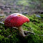 Fliegenpilz im Sonnenlicht