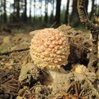 Fliegenpilz im Sonnenlicht