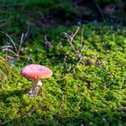 Fliegenpilz im Sonnenschein