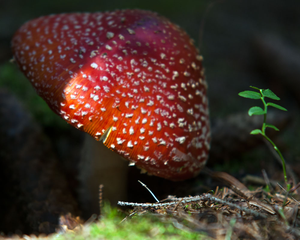 Fliegenpilz im Sonnenstrahl