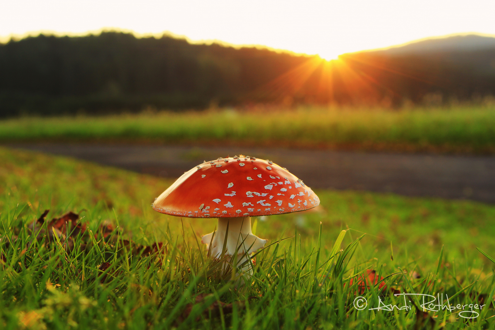 Fliegenpilz im Sonnenuntergang