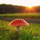 Fliegenpilz im Sonnenuntergang