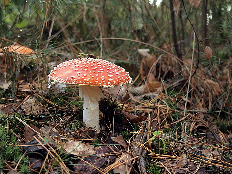 Fliegenpilz im Sonntagskleid