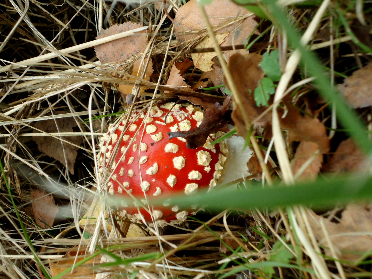 Fliegenpilz im Unterholz