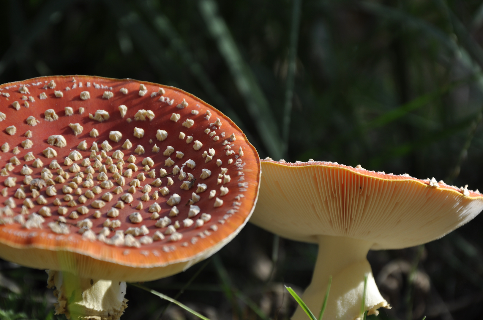 Fliegenpilz im Venner Moor