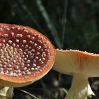 Fliegenpilz im Venner Moor